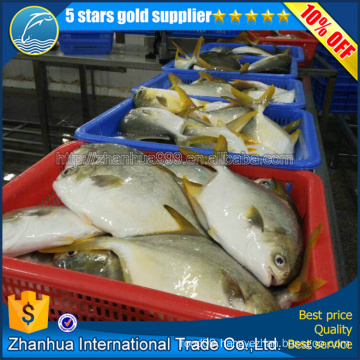 New Offer Frozen whole round Golden/silvery pompano/pomfret from China